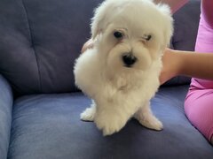 Catelusi Bison maltez